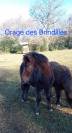 Poneys taille A