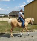 Offrez le Meilleur à Votre Cheval – Pension Complète