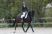 Très Joli - Hongre - Selle francais - 8 ans - Dressage 