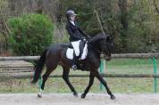 Très Joli - Hongre - Selle francais - 8 ans - Dressage 