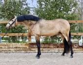 Venta Caballo bayo CDE Doma 