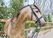 Venta Caballo bayo CDE Doma 
