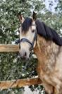 Venta Caballo bayo CDE Doma 