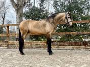 Venta Caballo bayo CDE Doma 