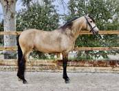 Venta Caballo bayo CDE Doma 