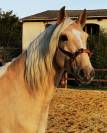 Cheval hongre lusitanien palomino