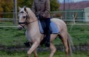 Cheval hongre lusitanien palomino