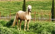 Cheval hongre lusitanien palomino