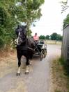 Cob normande avec son attelage marathon