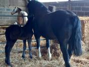 Cob normande avec son attelage marathon