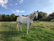 Cheval 21 ans pour pré-retraite