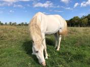 Cheval 21 ans pour pré-retraite