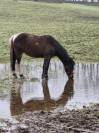 Poney OC homozygote pie tobiano