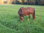 Ponette B poulinière 13 ans