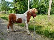 Poulain poney