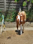 Poulain poney