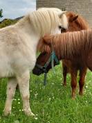 Poulain poney