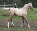 splendide poulain DSA Palomino