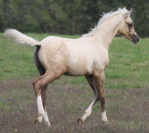 splendide poulain DSA Palomino