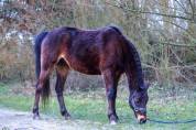 Welsh Part Bred 15 ans