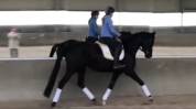 Cheval de dressage