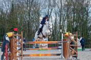 A vendre hongre New Forest  11 ans  classé en AS élite