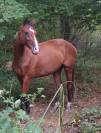 Jolie pouliche de 4 ans par Fibonacci de Lessac 
