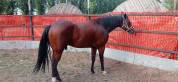 CASTRONE QUARTER HORSE