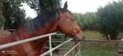 CASTRONE QUARTER HORSE