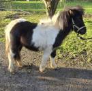 Poneys et Ponette Shetland Pleins Papiers