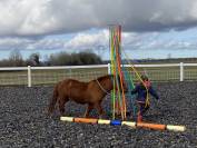 Stage équitation enfants de 6 à 15 ans 