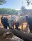 Ponis Shetland