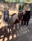 Ponis Shetland