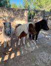 Ponis Shetland