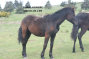 cheval de Mérens jument poulain pouliche hongre