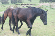 cheval de Mérens jument poulain pouliche hongre
