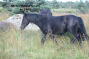 cheval de Mérens jument poulain pouliche hongre