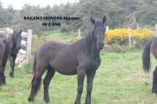 cheval de Mérens jument poulain pouliche hongre
