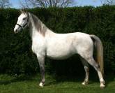 Magnifique jument Lipizzane Dressage Reproduction 