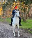 Magnifique jument Lipizzane Dressage Reproduction 