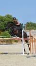 Olé de Buzalén, Caballo CDE en venta – Negro