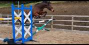 Thoroughbred Horse breed for sell