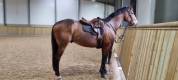 Thoroughbred Horse breed for sell