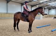Thoroughbred Horse breed for sell