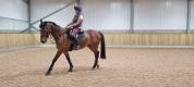 Thoroughbred Horse breed for sell