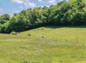 Pension cheval, poney et étalon 