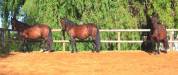 Pension cheval, poney et étalon 
