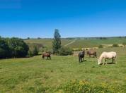 Pension cheval, poney et étalon 
