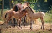 Pension cheval, poney et étalon 