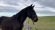 Entier - Lusitanien - 3 ans - Dressage 